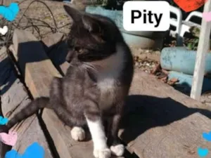 Gato raça  idade 2 a 6 meses nome Não sei 