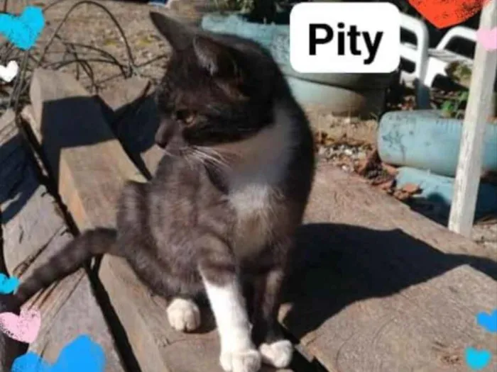 Gato ra a  idade 2 a 6 meses nome Não sei 