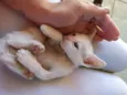 Gato