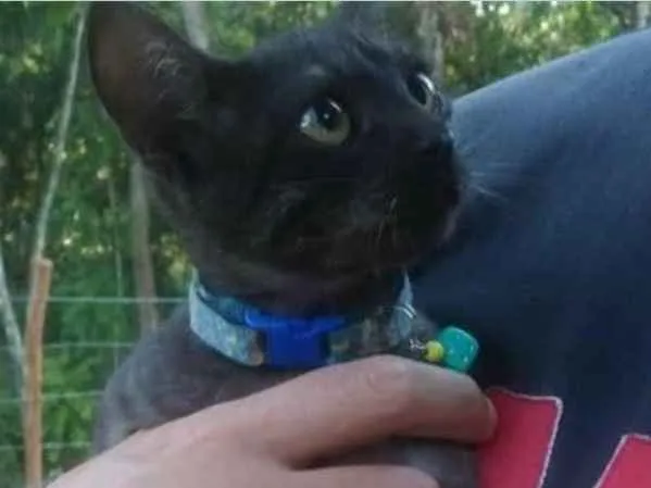 Gato ra a  idade 2 a 6 meses nome Lola