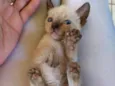Gato