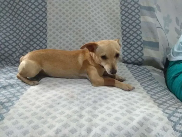 Cachorro ra a Indefinido idade 2 anos nome Meg