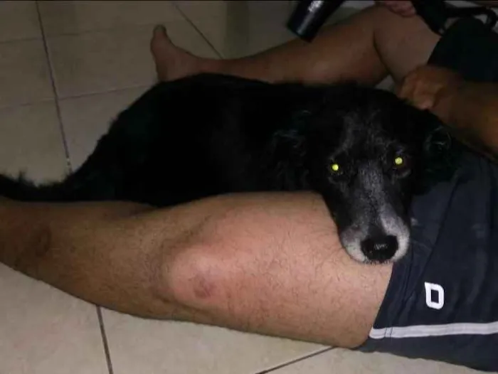 Cachorro ra a Mistura boder collie idade 5 anos nome Neguinha