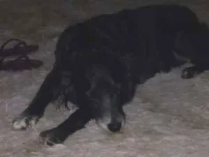 Cachorro raça Mistura boder collie idade 5 anos nome Neguinha