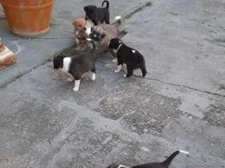 Cachorro raça Mestico idade Abaixo de 2 meses nome Sem nome
