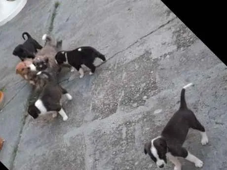 Cachorro raça Mestico idade Abaixo de 2 meses nome Sem nome