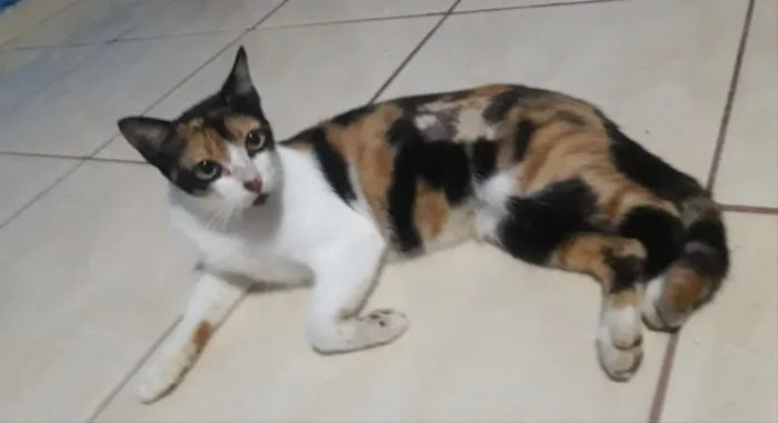 Gato ra a SRD idade 7 a 11 meses nome Cristal 