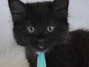 Gato raça SRD idade 2 a 6 meses nome Café 