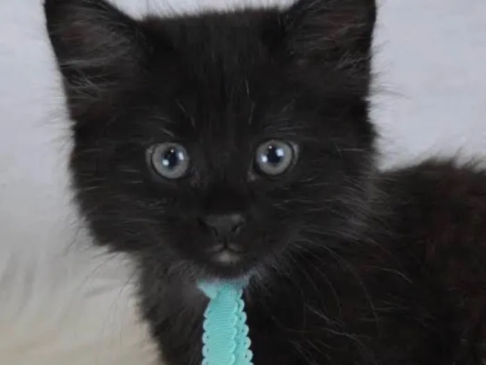 Gato ra a SRD idade 2 a 6 meses nome Café 