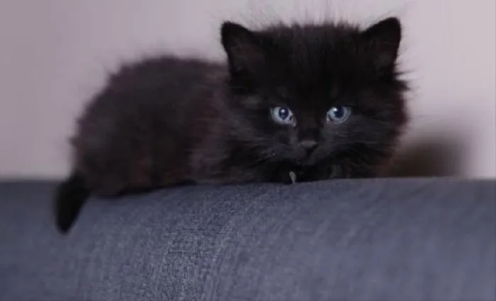 Gato ra a SRD idade 2 a 6 meses nome Cristal 