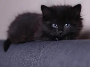 Gato raça SRD idade 2 a 6 meses nome Cristal 