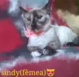 Sindy