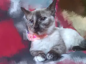 Gato raça SRD idade 7 a 11 meses nome Sindy