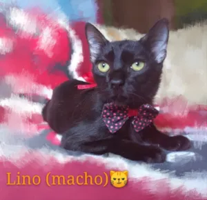 Gato raça SRD idade 2 a 6 meses nome Lino 