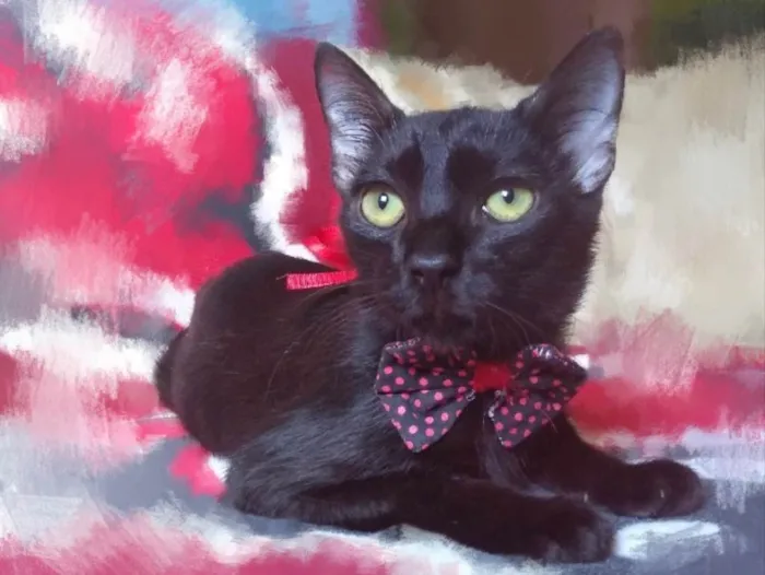 Gato ra a SRD idade 2 a 6 meses nome Lino 