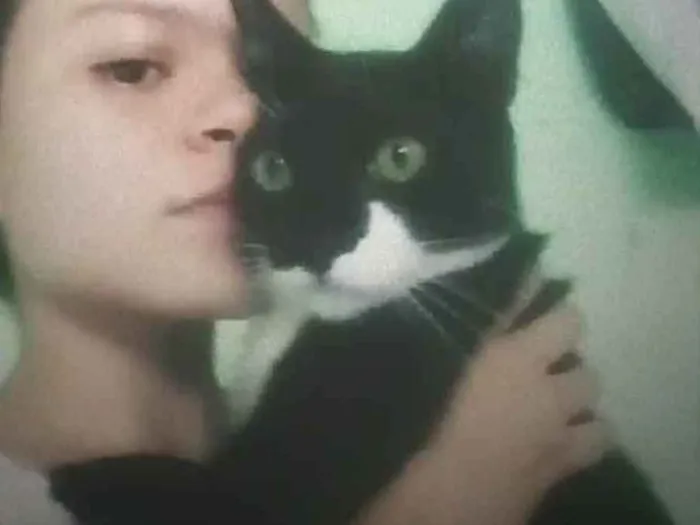 Gato ra a Siamês  idade 7 a 11 meses nome Carminha e Caleu