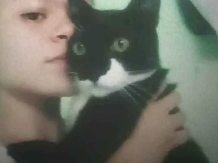 Gato ra a Siamês  idade 7 a 11 meses nome Carminha e Caleu