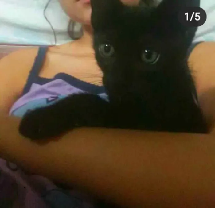 Gato ra a Siamês  idade 7 a 11 meses nome Buscapé e Pretinho