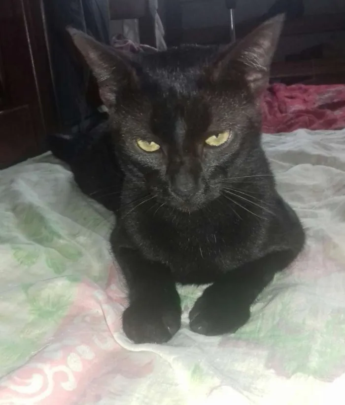 Gato ra a Siamês  idade 7 a 11 meses nome Buscapé e Pretinho