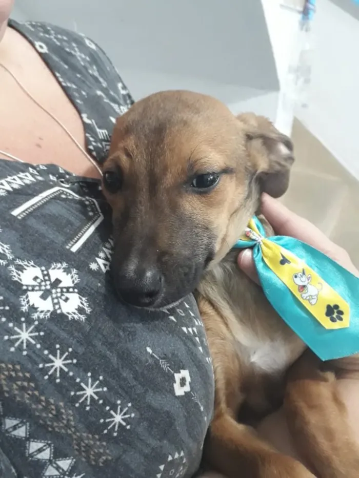 Cachorro ra a Srd idade 2 a 6 meses nome Joylson bebê lindo 