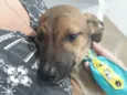 Joylson bebê lindo