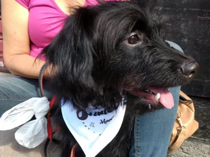 Cachorro ra a Poodle mix  idade 7 a 11 meses nome Billy