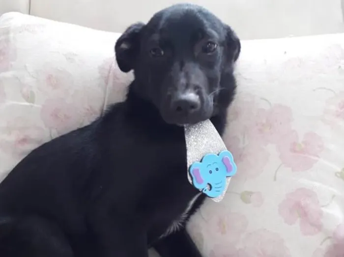 Cachorro ra a Srd  idade 7 a 11 meses nome Bobby lindo bebê 