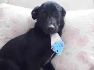Cachorro raça Srd  idade 7 a 11 meses nome Bobby lindo bebê 