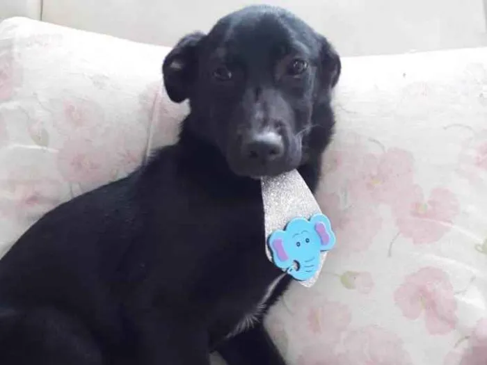 Cachorro ra a Srd  idade 7 a 11 meses nome Bobby lindo bebê 