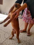 Caramelo
