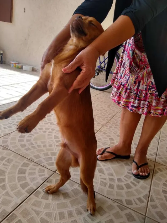 Cachorro ra a Pequinês com vira lata idade 7 a 11 meses nome Caramelo