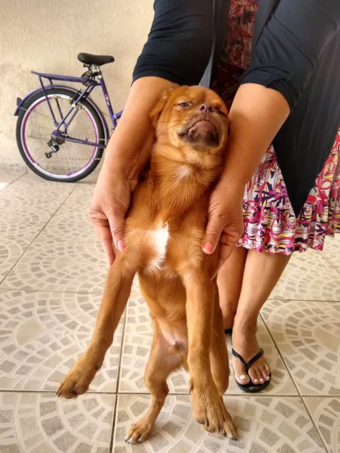 Cachorro ra a Pequinês com vira lata idade 7 a 11 meses nome Caramelo