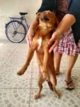 Caramelo