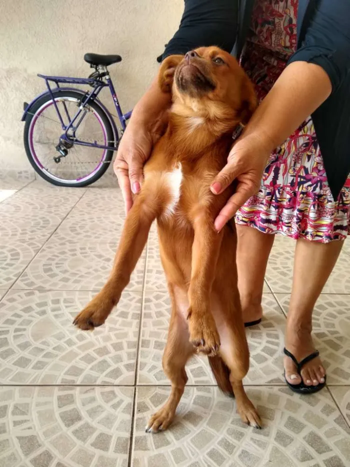 Cachorro ra a Pequinês com vira lata idade 7 a 11 meses nome Caramelo
