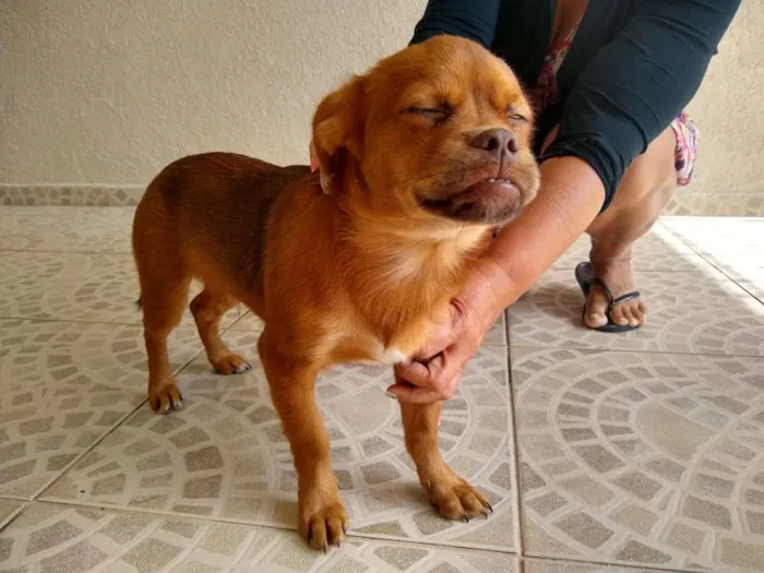 Cachorro ra a Pequinês com vira lata idade 7 a 11 meses nome Caramelo