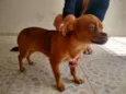 Caramelo