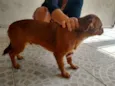 Caramelo