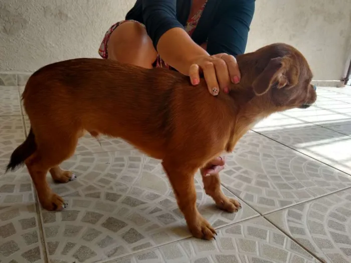 Cachorro ra a Pequinês com vira lata idade 7 a 11 meses nome Caramelo
