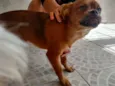 Caramelo