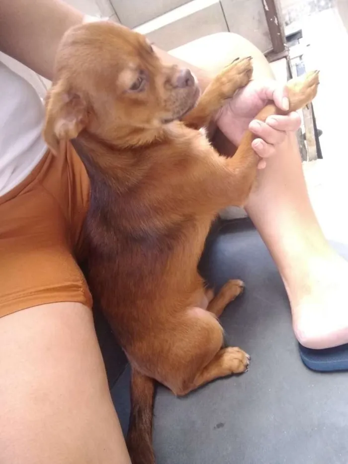 Cachorro ra a Pequinês com vira lata idade 7 a 11 meses nome Caramelo