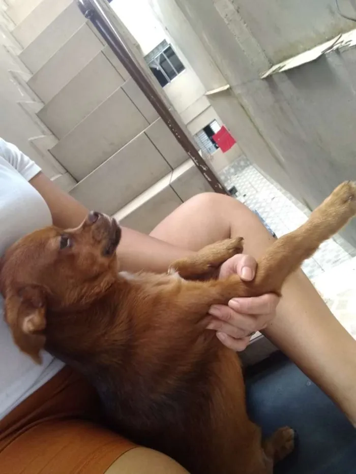 Cachorro ra a Pequinês com vira lata idade 7 a 11 meses nome Caramelo