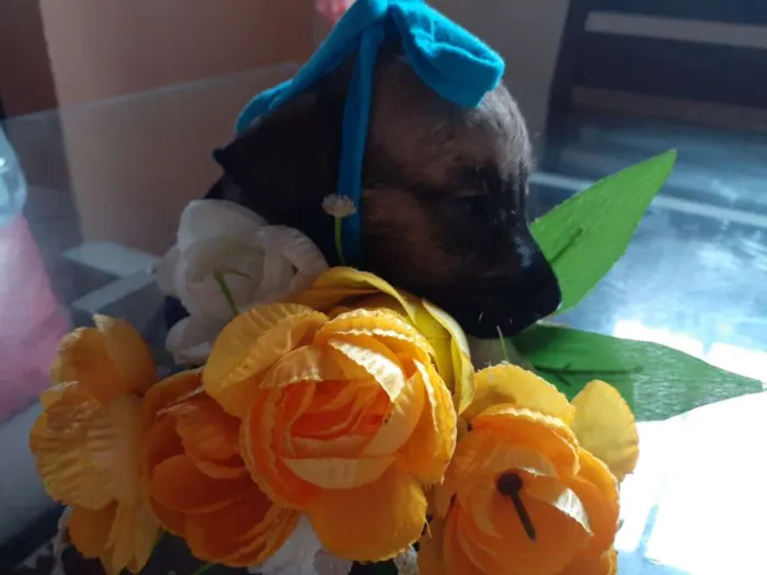 Cachorro ra a Desconhecida idade Abaixo de 2 meses nome Não tem