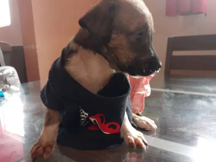 Cachorro ra a Desconhecida idade Abaixo de 2 meses nome Não tem