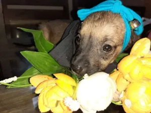 Cachorro raça Desconhecida idade Abaixo de 2 meses nome Não tem