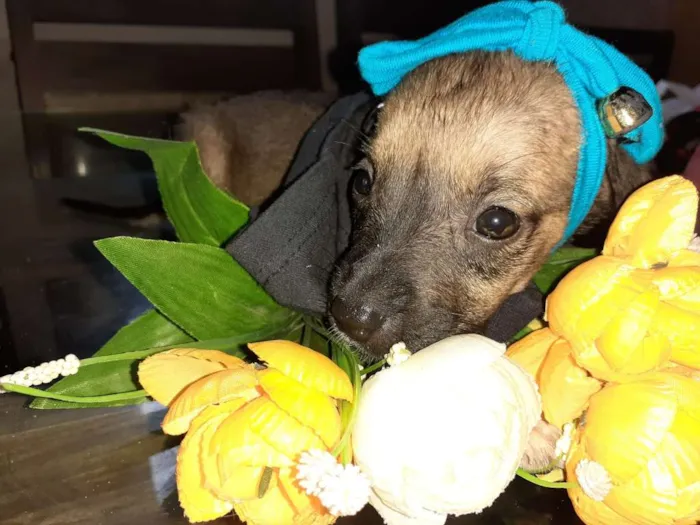 Cachorro ra a Desconhecida idade Abaixo de 2 meses nome Não tem