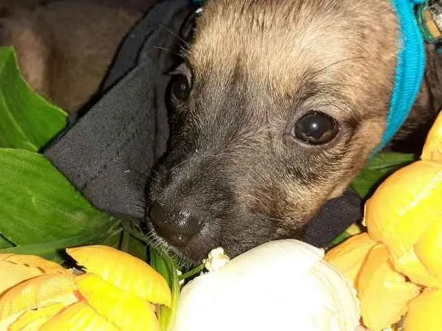 Cachorro ra a Desconhecida idade Abaixo de 2 meses nome Não tem