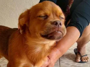 Cachorro raça Pequinês com vira lata idade 7 a 11 meses nome Caramelo