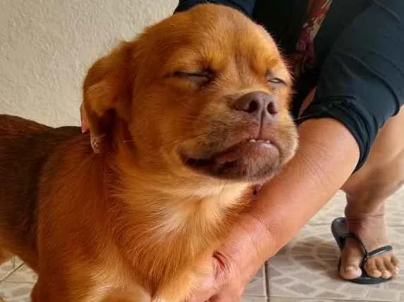 Cachorro ra a Pequinês com vira lata idade 7 a 11 meses nome Caramelo