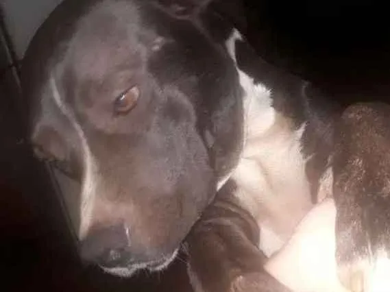 Cachorro ra a Pitbull idade 1 ano nome Negão