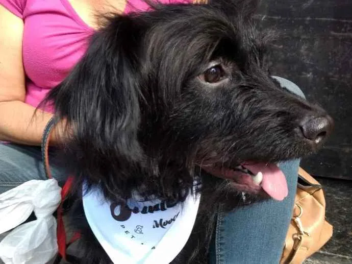 Cachorro ra a Poodle mix  idade 7 a 11 meses nome Billy
